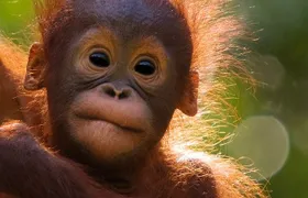 Orangutan Tour Tanjung Puting 2Nights