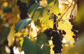 La Rioja guided tour with wine tasting from Logroño