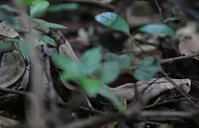 6 Days Amazon Jungle Adventure Tour