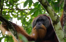 3-Day Bukit Lawang Tour Including 1-Day Ethical Jungle Trekking