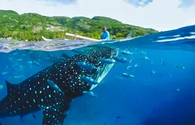 Oslob Whaleshark with Aguinid Waterfalls