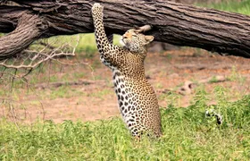 Nyerere National Park two-day safari with two game drives
