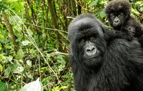 Rwanda & Uganda Gorilla Experience