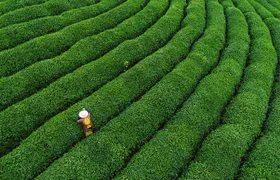 One-Day Hangzhou Dragon Well Tea Culture & West Lake Private Tour