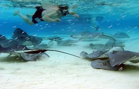 Starfish Point, Stingray City & Coral Garden (3-STOP Adventure)