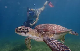 Turtle Beach Power Snorkeling Adventure