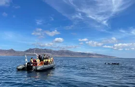 2h Dolphin and Whale Viewing + Snorkeling Tour