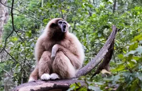 Monkeyland Guided Tour in Plettenberg Bay