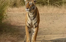 Ranthambore Jeep Safari