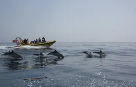 Dolphin and cave watching cruise aboard the Insónia