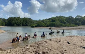 Jungle and Beach Horseback Riding Tour - 2H 1/2