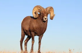 Badlands Sunset & Wildlife: Nature's Evening Glow