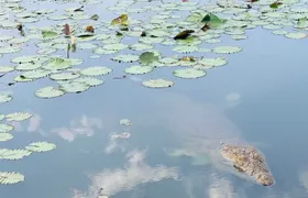Our Lady of Peace Basilica Yamoussoukro Private Tour