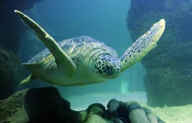 SEA LIFE Aquarium Charlotte-Concord tickets