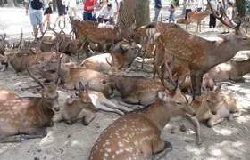All must-sees in 3 hours - Nara Park Classic Tour! From JR Nara!