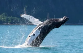 Kenai Fjords and Resurrection Bay Half-Day Wildlife Cruise
