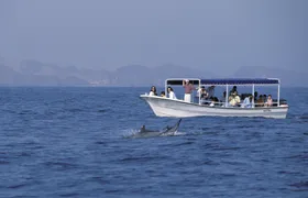 Dolphin watching and snorkeling in Oman