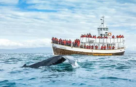 Eco-friendly whale watching (carbon-neutral tour)
