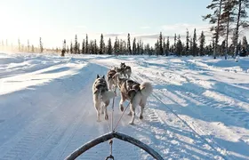10km husky sleigh ride adventure