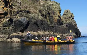 Exhilarating Rib experience - Dingle sea safari 