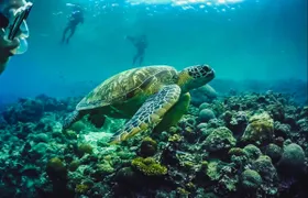 Full-day Oslob whale shark and  Kawasan falls with  Moalboal island hopping