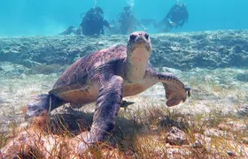 Try a Scuba Diving Experience 