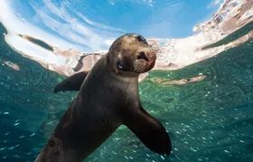 Adventure to Espiritu Santo Island: Snorkel with Sea Lions and Beach