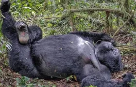 3 days Bwindi Gorilla Tour in Kampala