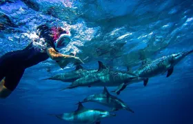 Snorkeling Trip At Satayh Dolphin Reef