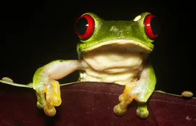 The Night Tour with Tracie The Bug Lady