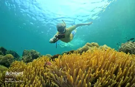 OnBird - PRIVATE ADVENTURE SNORKELING - explore Half-moon reef & Coral Mountain