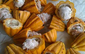 Princeville Botanical Gardens Tour and Chocolate Tasting Ticket