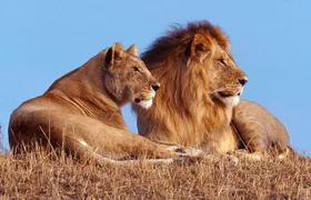 Private 1 Day Akagera Big Five Safari with pick up and lunch.