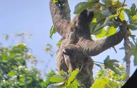 Ocean to Ocean Combo: Canal Boat Ride, Locks, Fort San Lorenzo