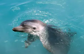 Garrafon Natural Reef Park catamaran cruise and dolphin experience – special offer for two