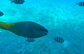 Trip on a glass bottom boat from Hurghada