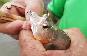 Solimoes River Piranha Fishing and Alligator Watching Tour