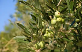 Olive oil tour in Cres
