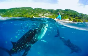 Full-day Oslob whale shark and  Kawasan waterfalls tour