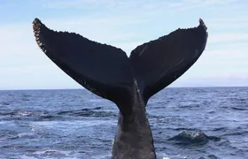 Private 2hr Supreme Whale/Dolphin Watching Tour, Newport Beach CA