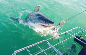 Gansbaai Shark Cage Diving with surface air available
