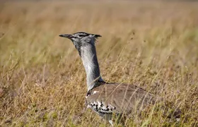 5-Day Private midrange Tour in Arusha with Airport Pickup