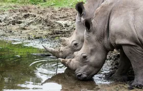 Hluhluwe-iMfolozi Park wildlife safari from Durban