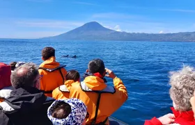 Dolphin and whale watching tour from Lajes do Pico