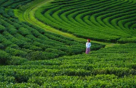 Private Choui Fong and Golden Triangle Explorer from Chiang Rai