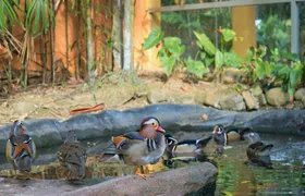 Entrance e-ticket for Langkawi Wildlife Park