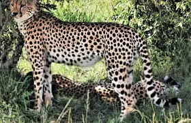 2 Days Tsavo East National Park Tour From Mombasa/Diani (1 Night)