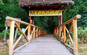 Bintan Mangrove Discovery Tour 