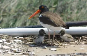 Wetlands Safari Eco-Cruise in Cape May (Osprey Birding By Boat)