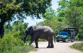 Kruger National Park morning safari from Hazyview